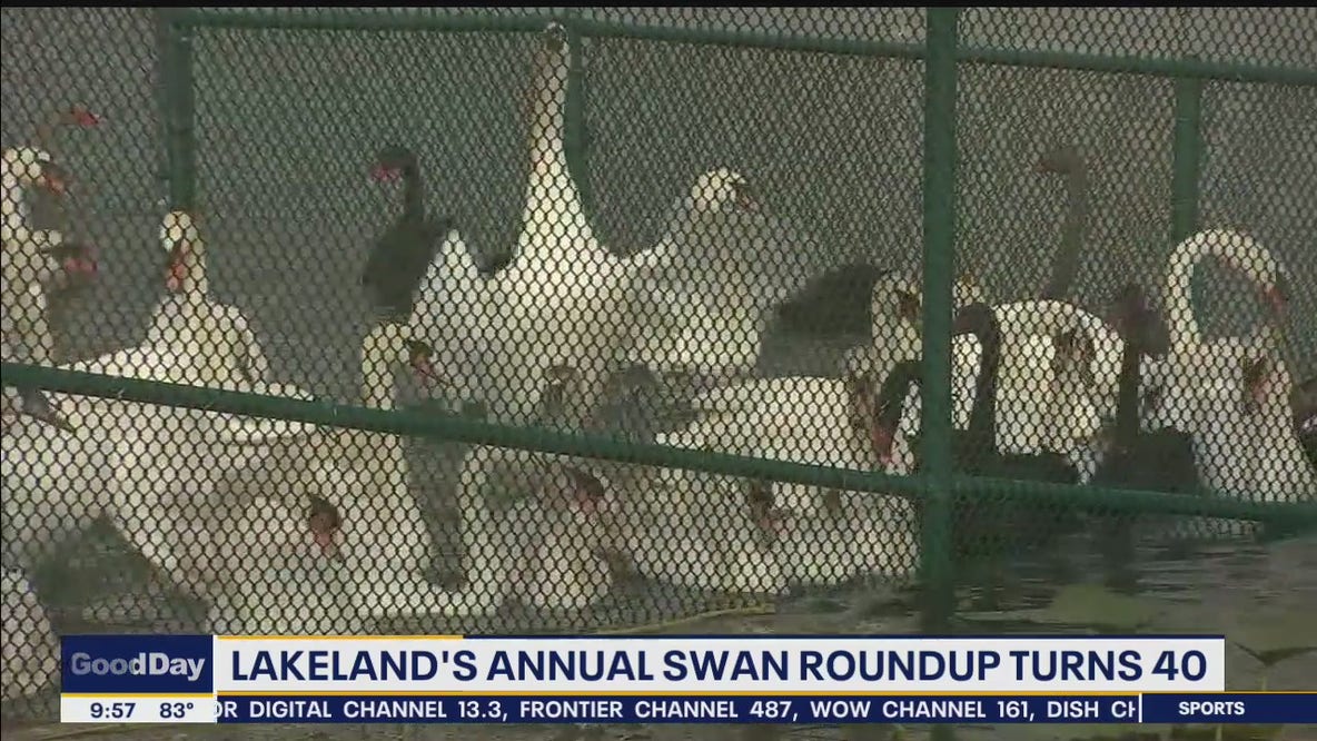 Lakeland's 40th annual swan roundup